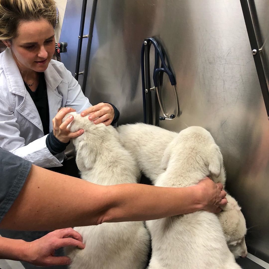 Cory Peavey puppies with vet